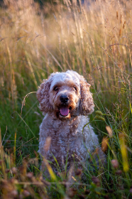 免费AV在线播放无需播放器