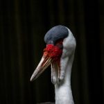 pissjapanpiss厕所撒尿 pam6w