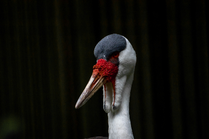 pissjapanpiss厕所撒尿