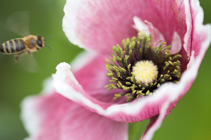 中国东北老太婆内谢
