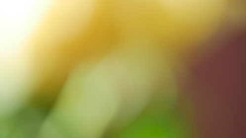 163黄页网在线观看