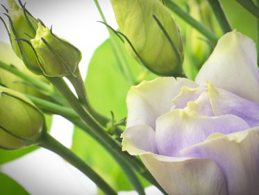 今日黑料独家爆料：揭露娱乐圈不为人知的秘密！