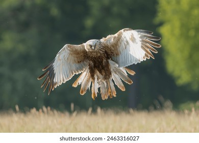 如何通过拼多多看视频轻松领取红包？