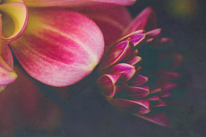 全面解析片库网页版的功能与使用技巧