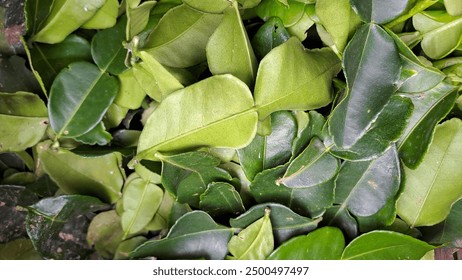 哔咔哔咔app 漫画：探索无限精彩的漫画世界与阅读体验