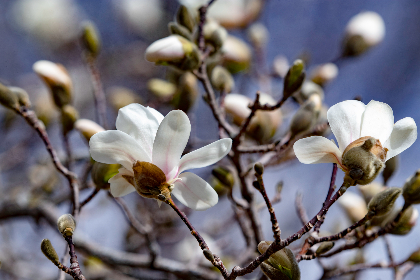我的野蛮女友 剧情：一段充满欢笑与泪水的爱情故事解析