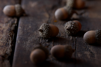 探索JMComic2.0MIC：全新漫画体验与创作平台