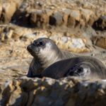 探索真正的樱花动漫:带你领略日本文化的魅力 itu1w