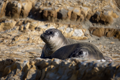 探索真正的樱花动漫：带你领略日本文化的魅力