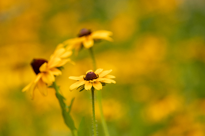 我的野蛮女友迅雷下载：畅享经典爱情喜剧的最佳选择
