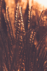 探索雹的开源项目：在GitHub上发现创新解决方案